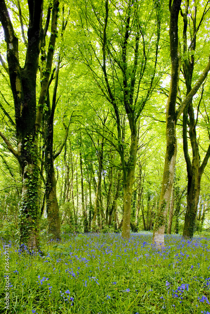 Fototapeta premium forest, Brittany, France
