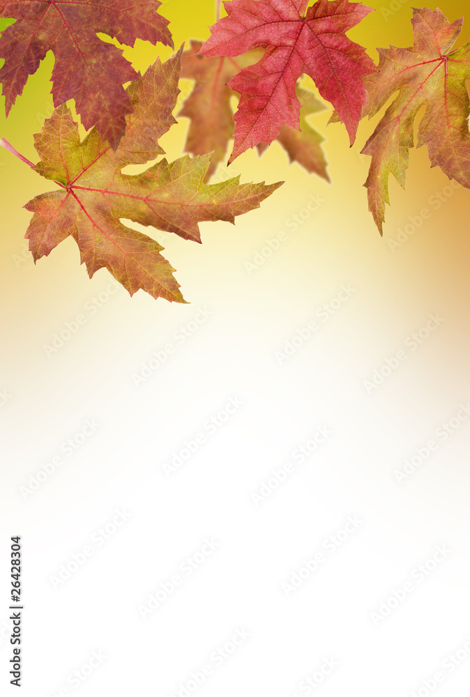 Fototapeta premium Autumn Leaves for background