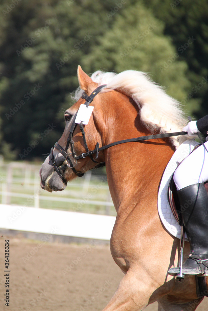 Obraz premium Pferd und Reiterin beim Reitturnier - Hochformat