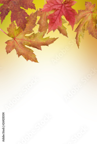 Autumn Leaves for background
