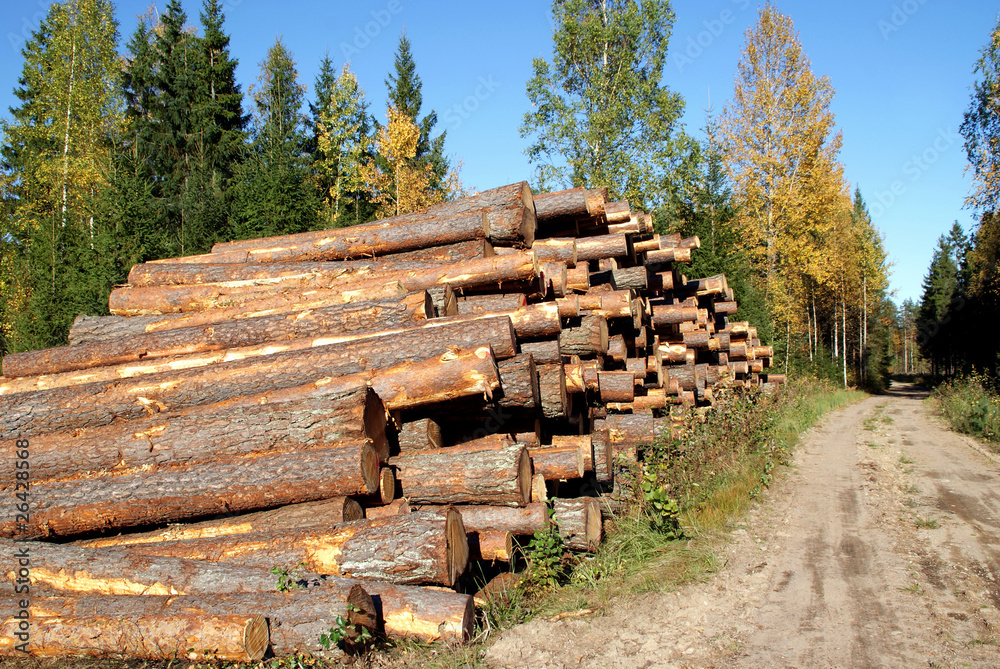 Pine Timber Logs by Rural Road in Autumn