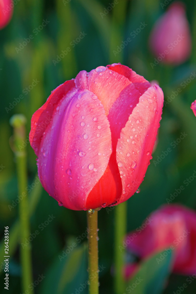 Fototapeta premium Tulip flower