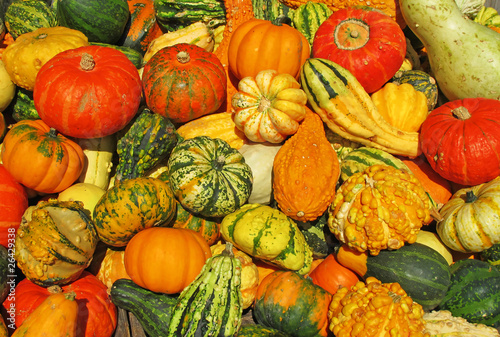 Colorful pumpkins