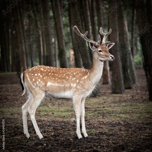 young deer posing in the forest