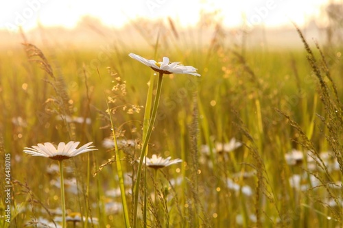 Fototapeta Naklejka Na Ścianę i Meble -  Spring daisies at dawn