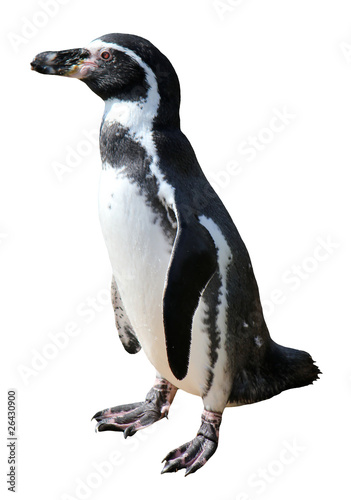 Spheniscus humboldti penguin