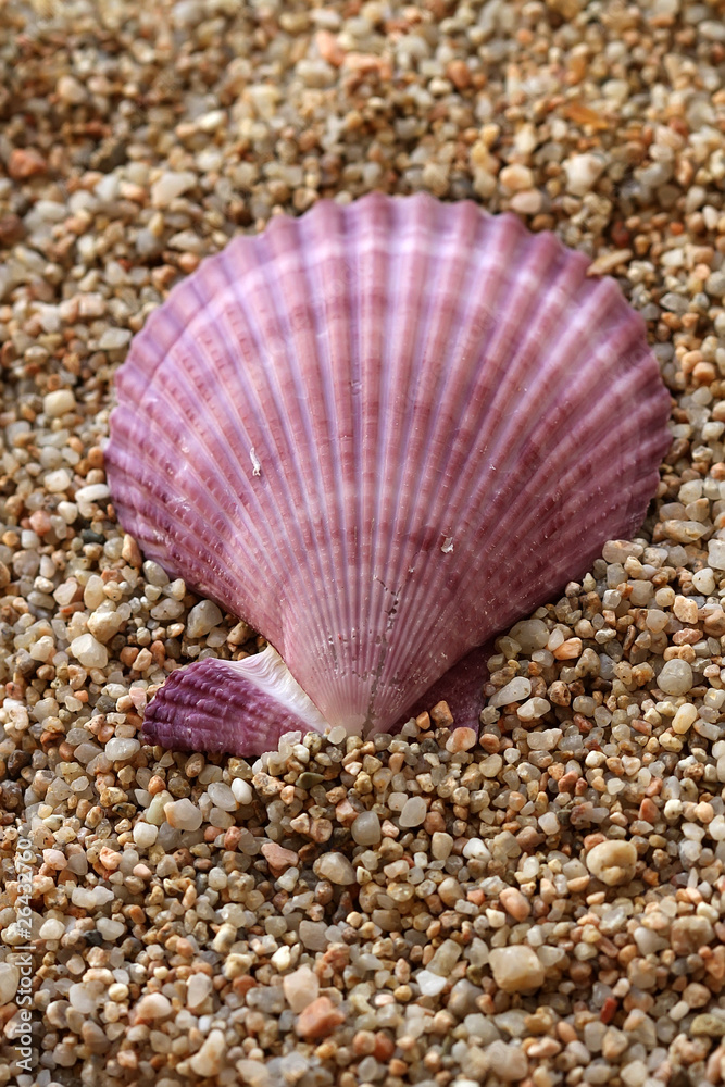 Seashell on the beach Seashell on the beach