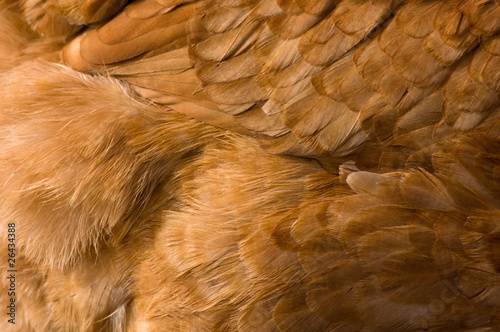 Orange chicken feather background with a soft texture.