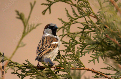 sparrow on a tree photo