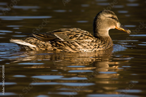 duck in water of lake
