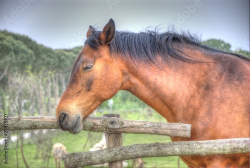 Cavallo vicino ad una staccionata © vbonanno