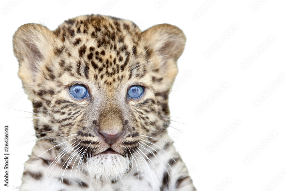 Obraz premium Leopard cub