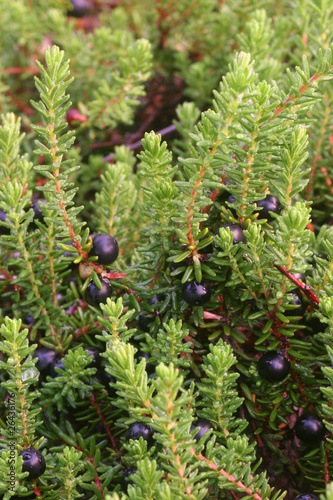 Schwarze Krähenbeere (Empetrum nigrum, Black crowberry) photo