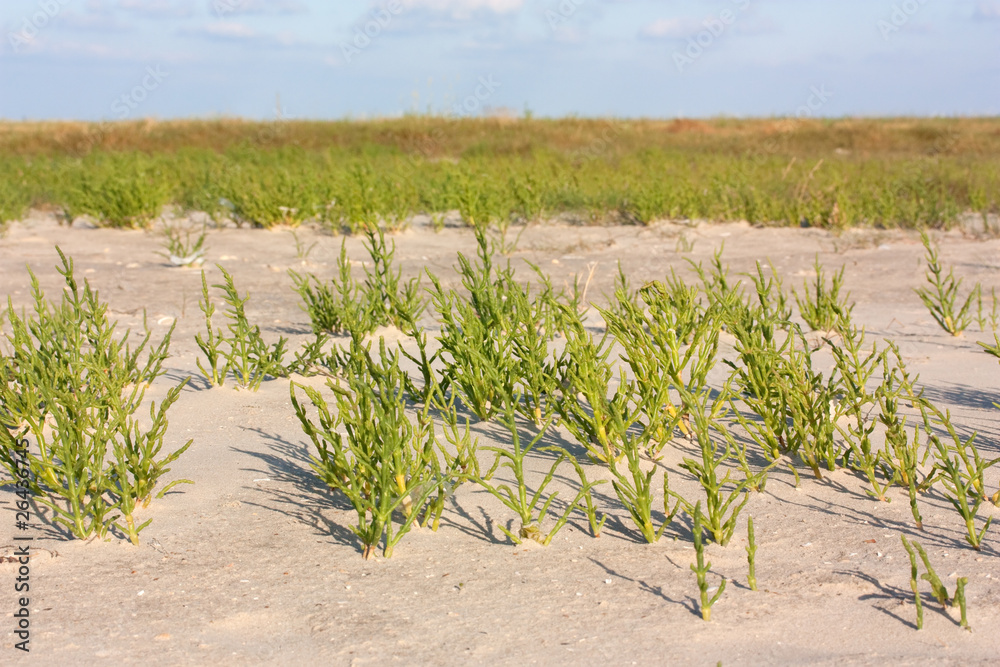 Fototapeta premium Queller (Salicornia europaea agg., Glasswort) an der Nordsee