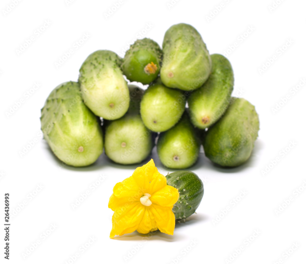 Cucumber. Cucumber.