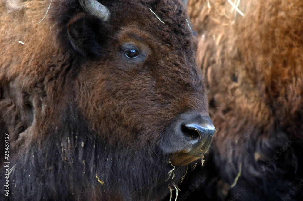 Buffalo Face Buffalo Face