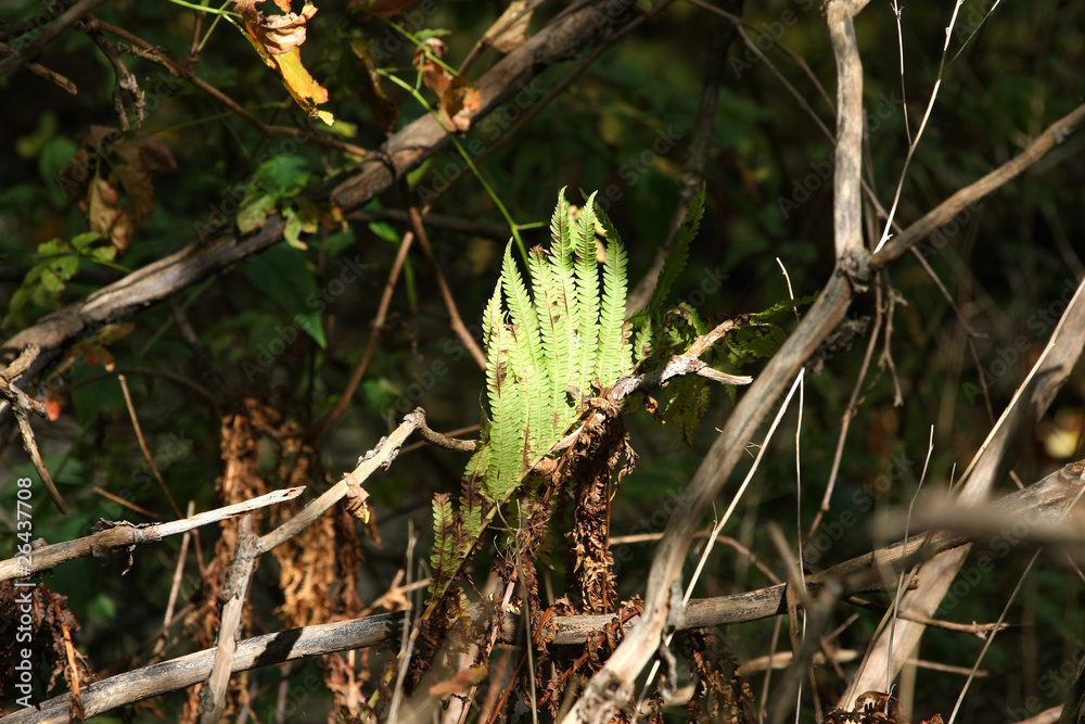 Fototapeta premium Fern