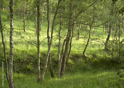 Silver birch woodland © arphoto