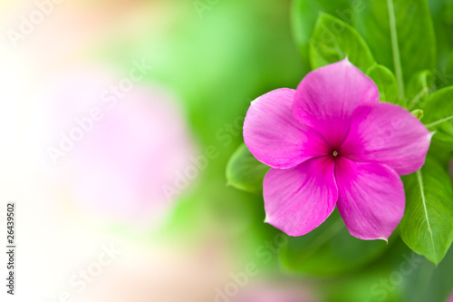 Purple flower with space for text on white background