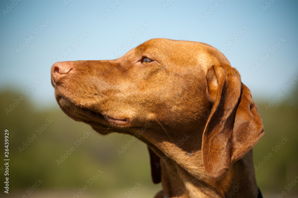 custom made wallpaper toronto digitalHungarian Vizsla Dog Profile