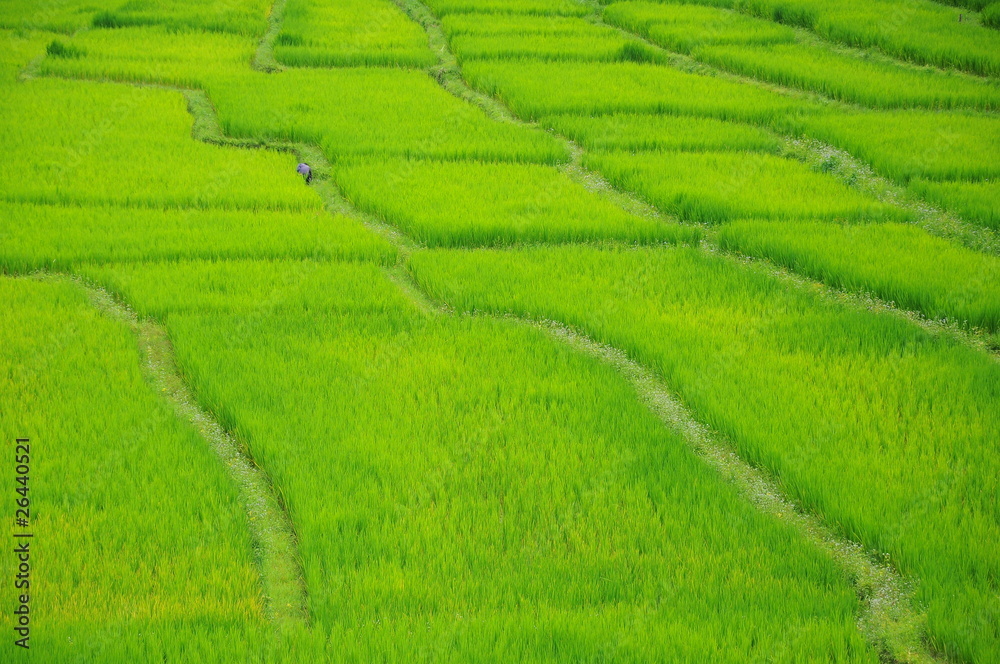 Rice paddyfield