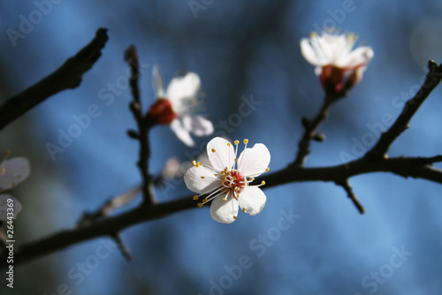 Apricot-tree flowers