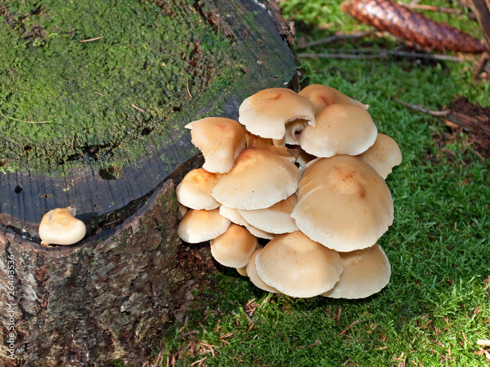 Fototapeta premium Grünblättriger Schwefelkopf - Hypholoma fasciculare