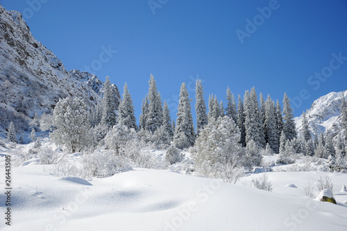Winter with mountains and fur-trees in snow © Andrei
