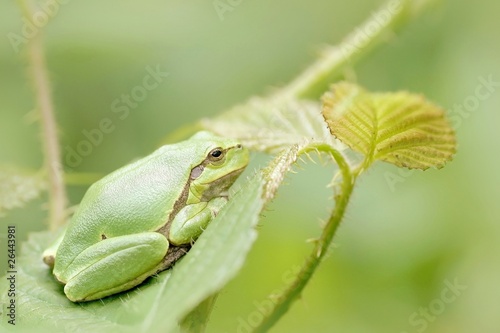 Green frog on leaf in the forest