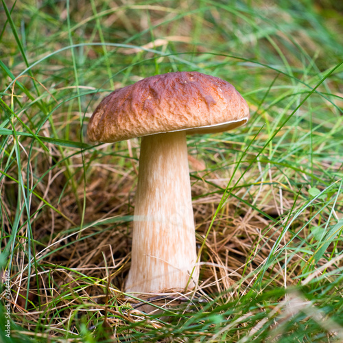 Splendid mushroom in the grass.Close up.