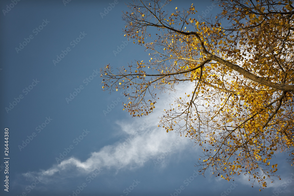 Obraz premium autumn leaf