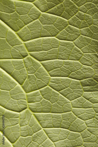 Underside of comfrey leaf in close-up