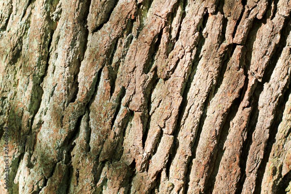 Obraz premium bark on oak tree