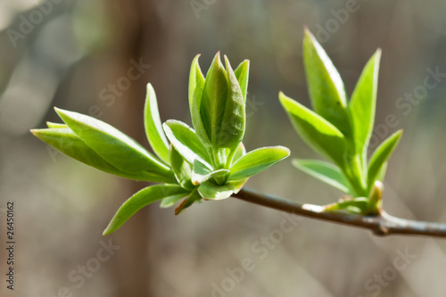 Spring green budding leaves