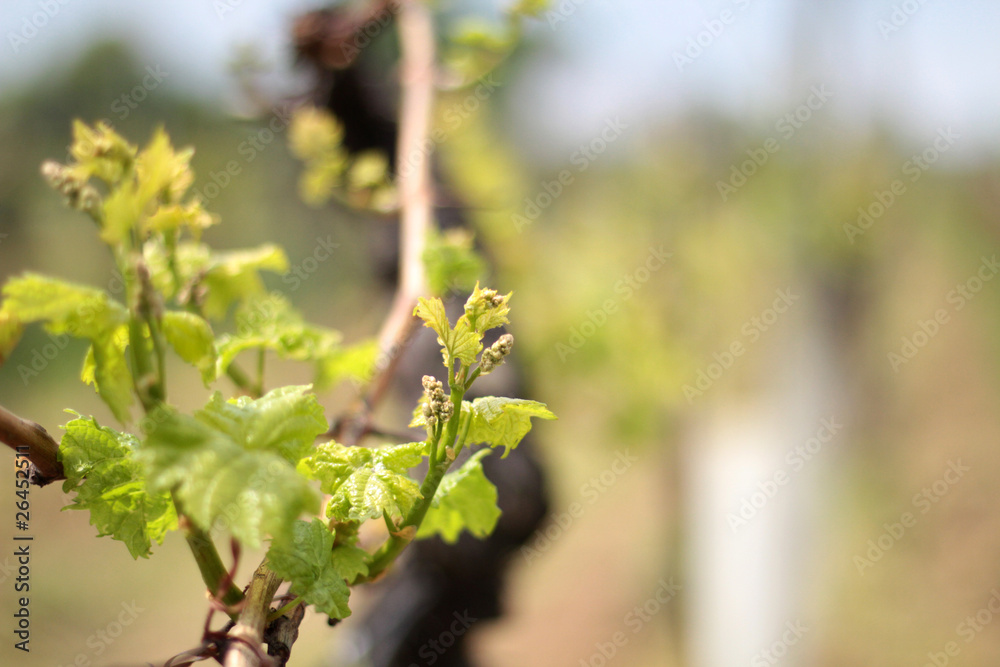 Naklejka premium Weingarten