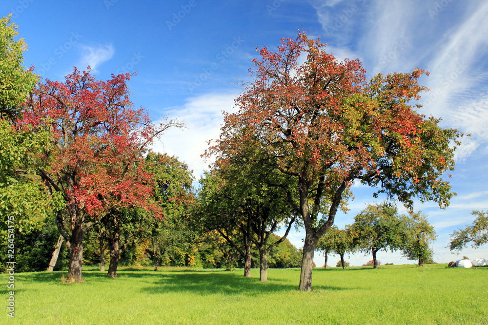 Naklejka premium Apfelbäume