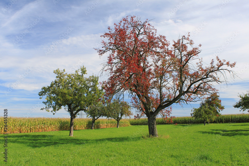 Fototapeta premium Herbst