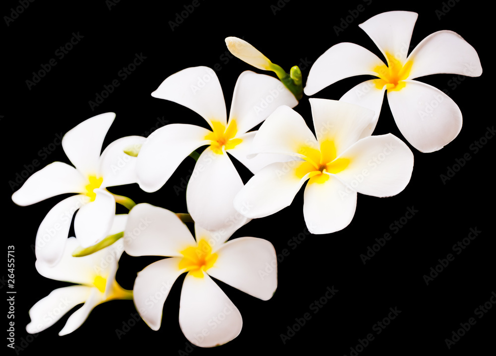 Naklejka premium White Plumeria