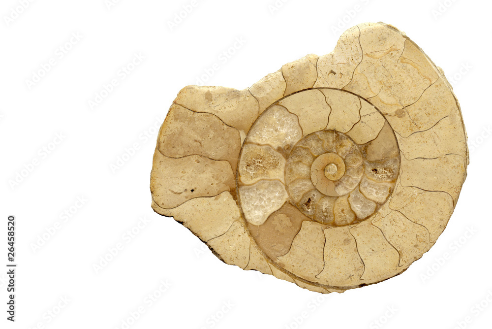 Fossile Fossile