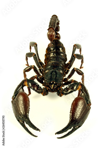 Scorpion  Ptalamneus Fulvipes 