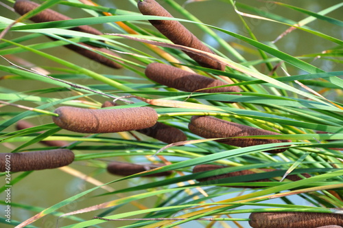 Typha latifolia L. variegata in beautiful garden