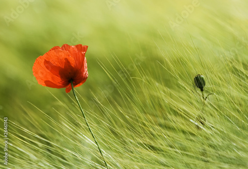 Poppy