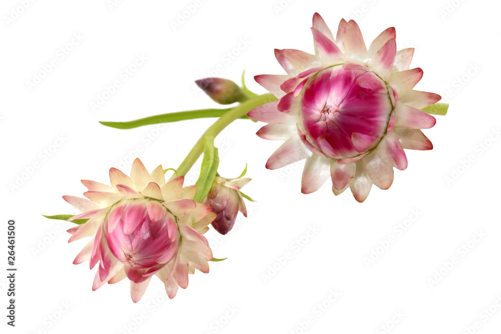 Helichrysum Flower