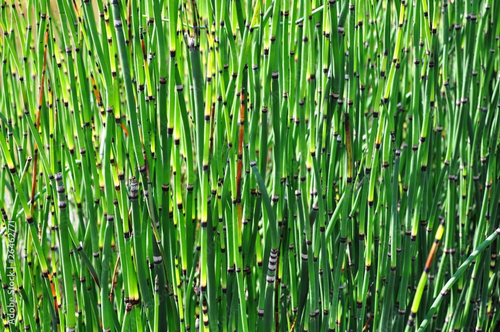 Equisetum hyemale L. Robusta in beautiful garden Equisetum hyemale L. Robusta in beautiful garden