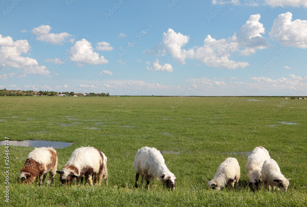 Fototapeta premium Domestic animals, herd of sheep eating grass at meadow