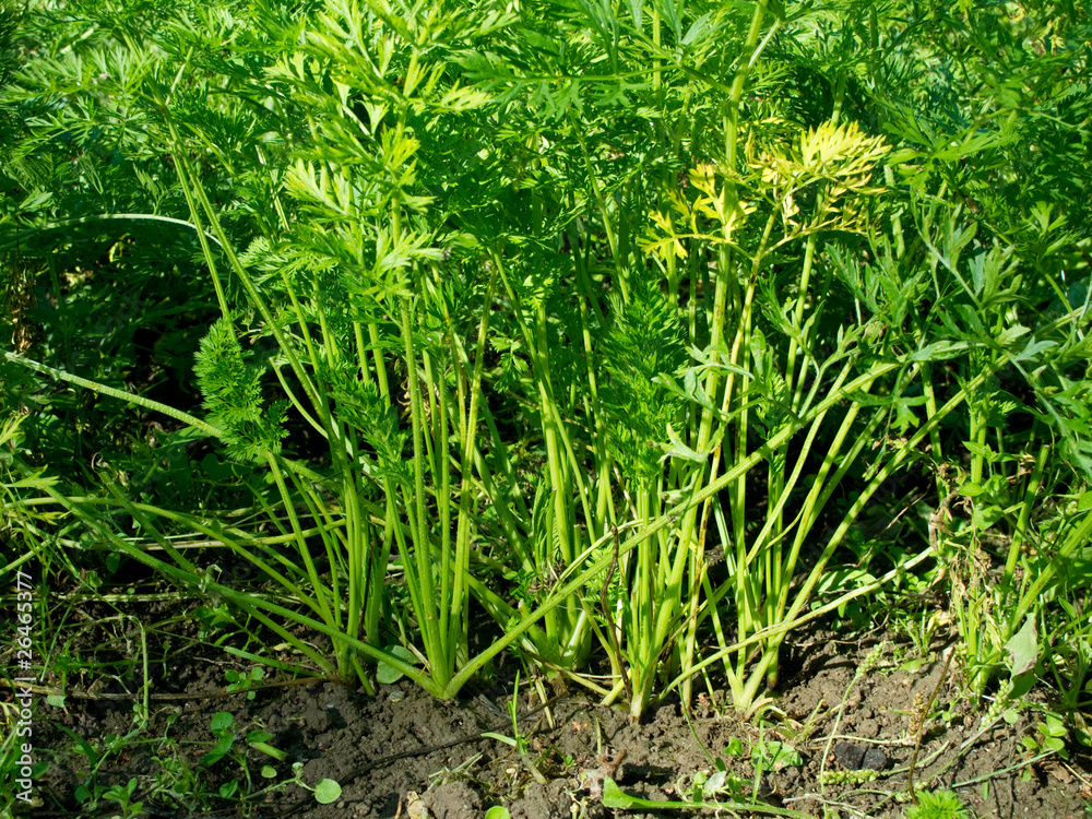 Closeup of carrots in soil just before harvest Closeup of carrots in soil just before harvest
