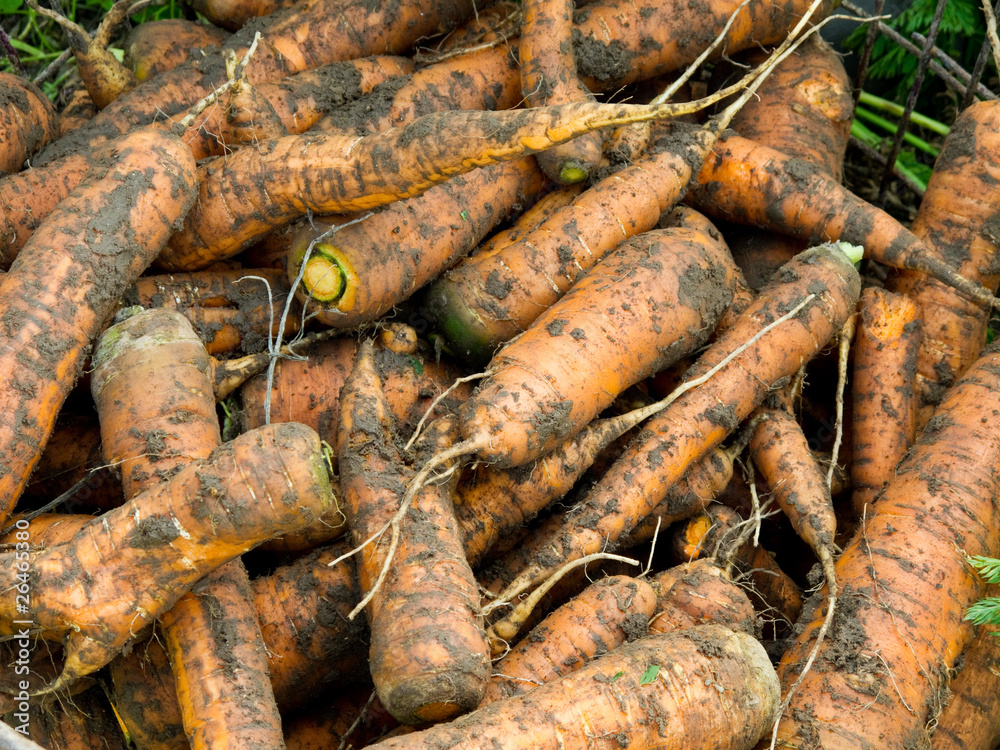 Fototapeta premium Fresh harvested carrots with soil
