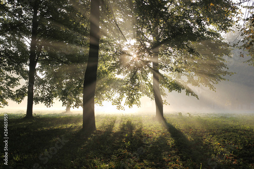 Fotografie misty forest in the morning early autumn