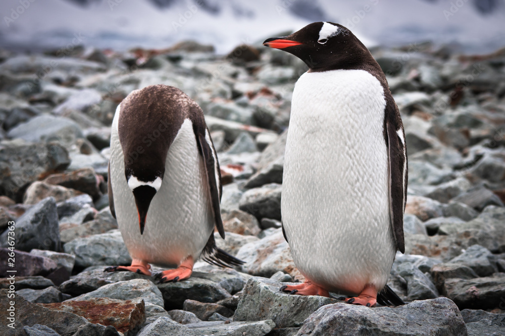 Fototapeta premium two penguins