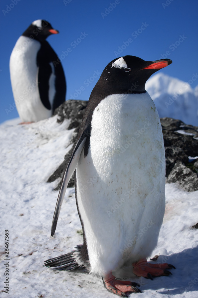 Fototapeta premium Two penguins